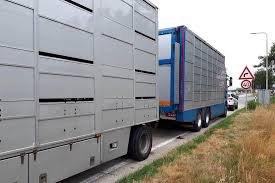 (Pluim-)veetransport